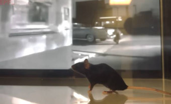 科学家用AI解码老鼠大脑 可准确重现老鼠看到画面