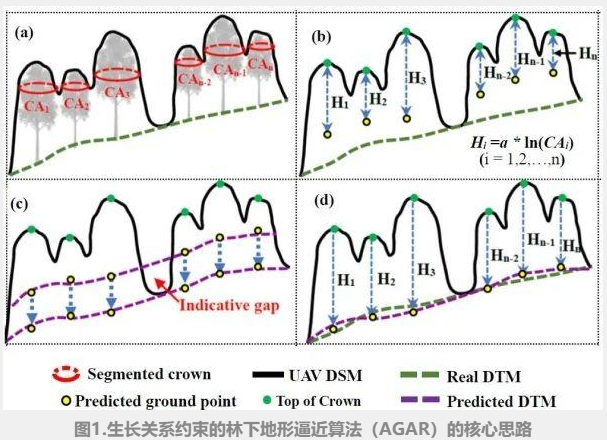 图1.生长关系约束的林下地形逼近算法（AGAR）的核心思路