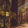 科学家使用激光测量北加州的巨型红杉