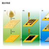 南京农业大学：柚子皮转化为激光诱导石墨烯 具有良好的性能