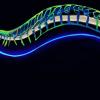 柔性光纤将光传递到神经以抑制光遗传学疼痛