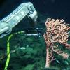 深海传感器显示珊瑚产生活性氧
