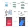 偏振异质结构发光体：2D材料与0D量子点的“联姻”