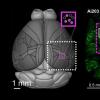双光子全息介观镜探测大大脑区域的活动