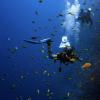 水肺潜水员佩戴的可穿戴传感器可以为气候科学做出贡献