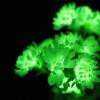 利用真菌生物发光机制赋予植物和动物细胞自主发光