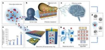 研究人员开发仿生嗅觉芯片 以实现先进的气体传感和气味检测