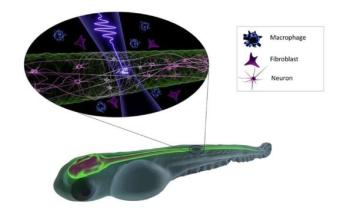 飞秒激光与活体组织相互作用的新见解